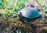 Turtles are shy and always observe environment