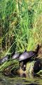 Turtles warming up