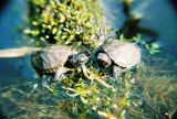 Juveniles of Emys orbicularis