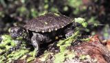 Hatchling of Emys orbicularis. 