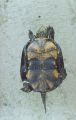 So look the plastron of the turtle
