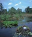 European Pond Turtles use to live in open ponds with low vegetation supported by sunny basking sites