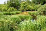 These bush overgrown shallow ponds are populated by Emys orbicularis