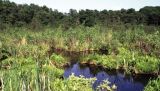 When lacking shallow waters turtles use boggy ponds for living
