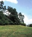 Habitat: egg lying site