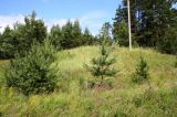 This exposition could be suitable if trees and grasses were cut