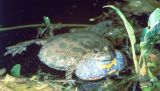 The fire-bellied toad male during breeding season