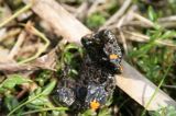 Threatened bombina shows its orange warning spotts