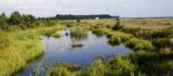 Shallow waters serve as a habitat for this threatened amphibian