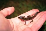 Juvenile of Triturus cristatus. 