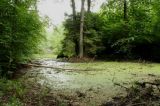 forest pond