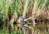 Basking turtle