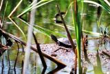 emys in pond 