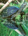 European Pond turtle <i>Emys orbicularis</i> has typical feature  yellow spots and patches on head and legs
