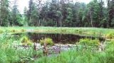 Turtle pond in the middle of forest